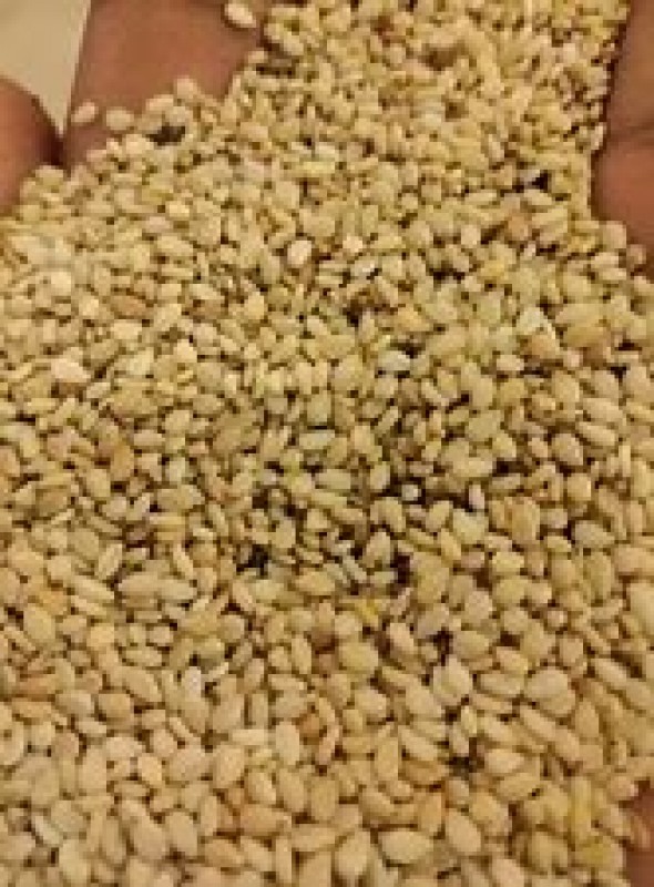 White Sesame from Sudan